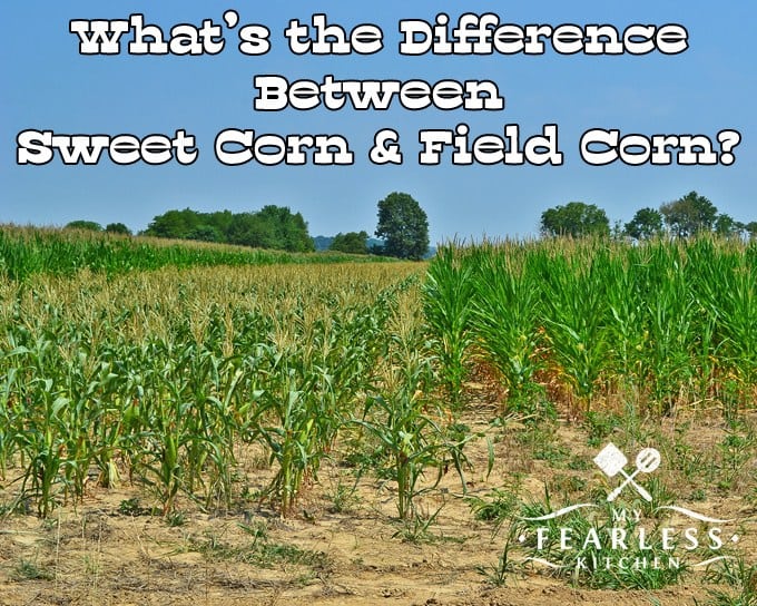 What is the difference between sweet corn and field corn